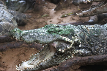 Close-up of a Crocodile Resting on the Ground