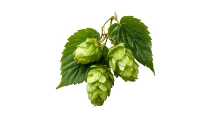 Fresh Green Hops on Black Background Brewing Ingredient