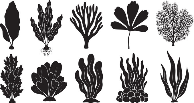  Algae Silhouette Set