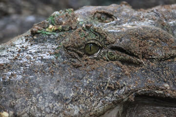 Close-up of a Crocodile's Eye, Showcasing Detailed Texture and Environmental Camouflage