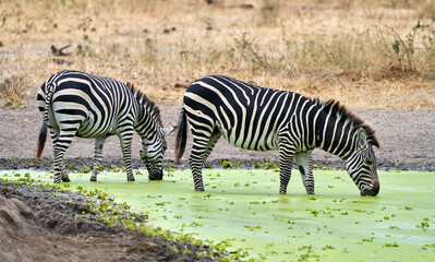 Plains Zebras Drinking at a Waterhole in Tarangire National Park, Tanzania