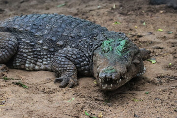 Close-up of a Crocodile Resting on the Ground