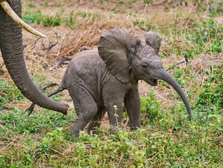 Obraz premium Playful Baby Elephant with Mother’s Trunk, Tanzania