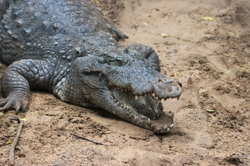 Obraz premium Close-up of a crocodile's head with a sandy background.