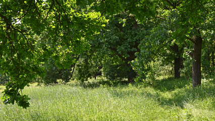 trees grow on beautiful meadow among rich vegetation. oak trunk close-up. Scenic landscape with pathway through glade among trees. Natural background with greenery. Vivid scenery in sunny day.