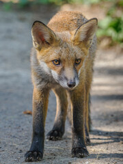 Red Fox Cub
