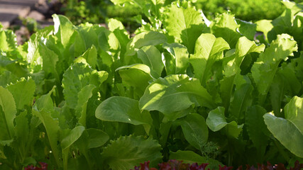 Bright green lettuce growing in the allotment garden, close up. lettuce leaves, healthy food vegetables. Vegetarian food. Green leaves background.