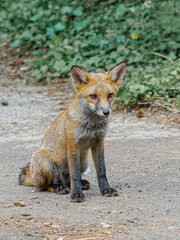 Red Fox Cub