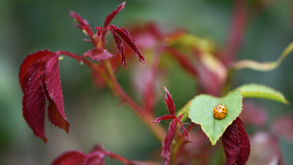 ladybug on rose petals. insect sits on petals. ladybug eats parasites aphids on rose bushes. macro photo. beetle red with black dots. useful insects in the garden. beauty of nature