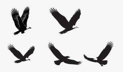 Vector design set of many eagle birds together.