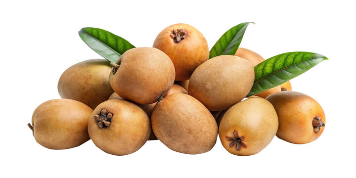Pile of Fresh Sapodilla Fruits with Green Leaves on a White Background