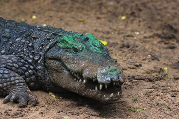 Close-up of a Crocodile Resting on the Ground