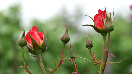 red rose. rose bush, young unblown buds in the garden. flowers and buds of red roses. beautiful flowers of a red rose for a holiday, close-up, gentle natural blurred background