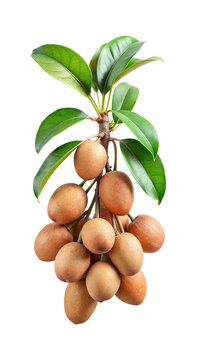 Close up of fresh sapodilla fruit with leaves on the branch