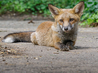 Red Fox Cub