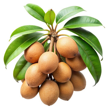 Beautiful image of fresh sapodilla fruits growing on the tree branch