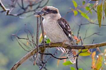 Laughing Kookaburra catching and feeding on a Swamp Snake