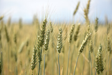 spikelets of golden wheat in the field. Ripe big golden ears of wheat on a yellow background of the field. nature. The idea of a rich summer harvest, agriculture, agro-industrial complex for food.