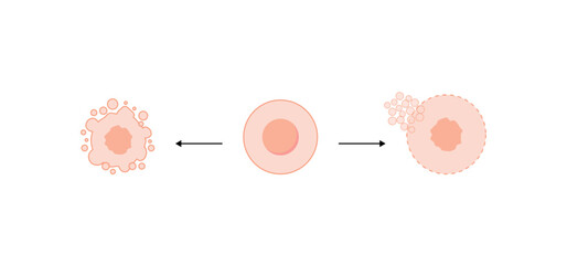 Necrosis and apoptosis of normal cell. cell death labeled outline diagram. Vector illustration	