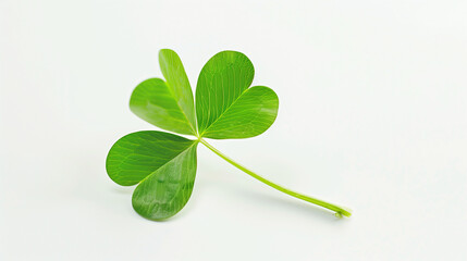 Four Leaf Clover (Isolated on White Background)