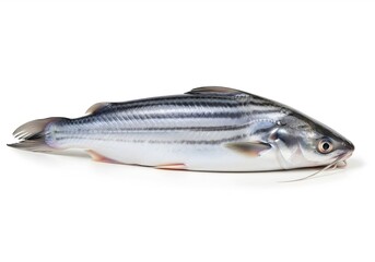 Fototapeta premium River catfish fresh striped fish white background studio shot