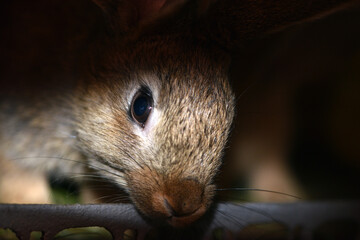 domestic rabbit animal in cage. livestock farm. Fluffy pet rabbit, grey bunny, watching from rabbit...