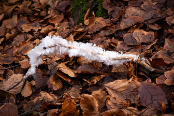 An incredible photo capturing the rare natural phenomenon of hair ice. This delicate ice formation...