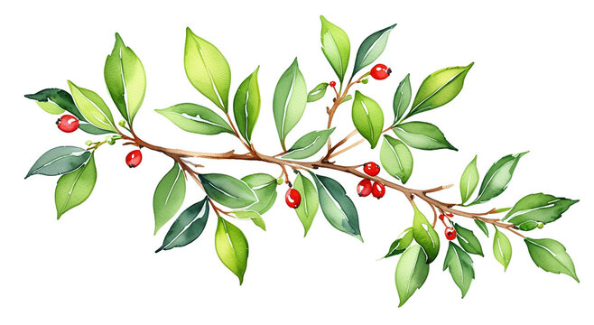 A detailed watercolor painting of a festive branch with green leaves and bright red berries, isolated on a clean white background