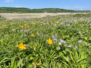 Meadow flowers in Akhlestyshev Bay on Russian Island in June. Russia, Vladivostok, Primorsky Krai