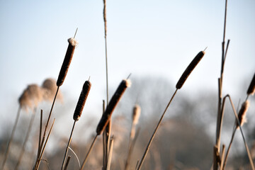 Typha close-up. Phragmites australis. photo with dry Reeds, Typha Latifolia, also called bulrush, reedmace, cattail or corn dog grass, on the shore of the frozen lake. autumn season. winter time