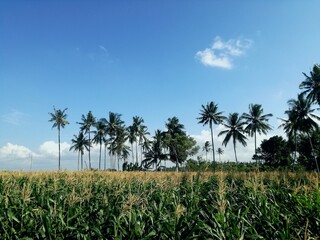 hdr.A stretch of corn plants in a rice field with a background of coconut trees and blue sky