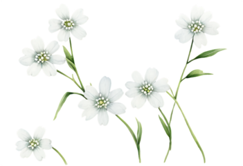 bouquet of white flowers. white and blue flower border. Watercolor white flower. green flower with green leaves. floral frame and background. flower border illustration set. Watercolor floral. PNG