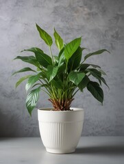 Obraz premium Wilting Spathiphyllum in White Ceramic Pot on Light Gray Wall with Greenery