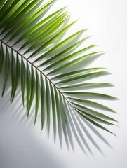 Obraz premium Palm leaf shadows on a white background with natural texture