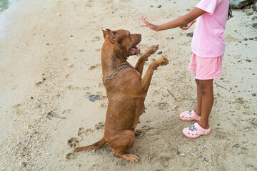 Pitbull dogs exercise on the beach near Patong.