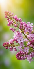 Fototapeta premium Lilac branch with buds in spring