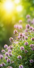 Fototapeta premium Thyme blossoms in the garden