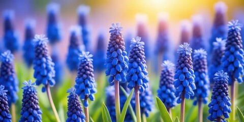 Fototapeta premium Blue flowers Muscari grape hyacinth blooming in a field on a sunny day