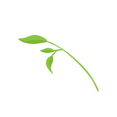 vector natural green leaf branch