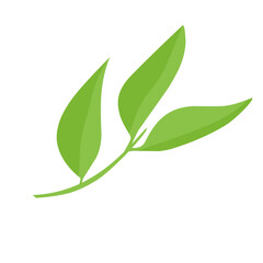 vector natural green leaf branch