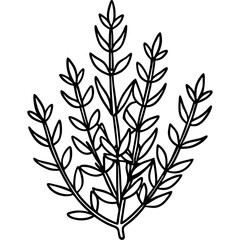Thyme line art vector