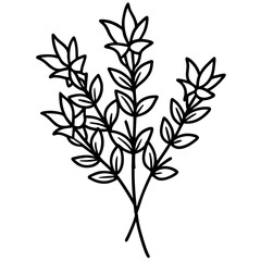 Thyme line art vector