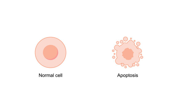 Apoptosis. Programmed cell death, vs normal cell. Vector illustration