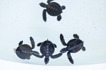 Baby sea turtles swimming in nursery conservation center aquarium