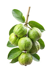Fresh green guavas hanging from a branch against a white background