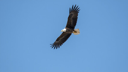 Obraz premium Powerful bald eagle soaring gracefully against a clear blue sky, symbolizing strength and freedom.