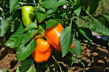 Orange and Green Bell Peppers Growing on a Plant close up