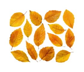 Falling golden leaves in autumn natural view, isolated on transparent background, png
