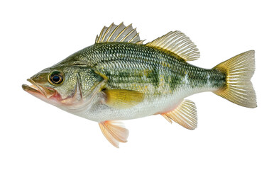 Fishing action with largemouth bass freshwater lake wildlife underwater view, isolated on transparent background, png