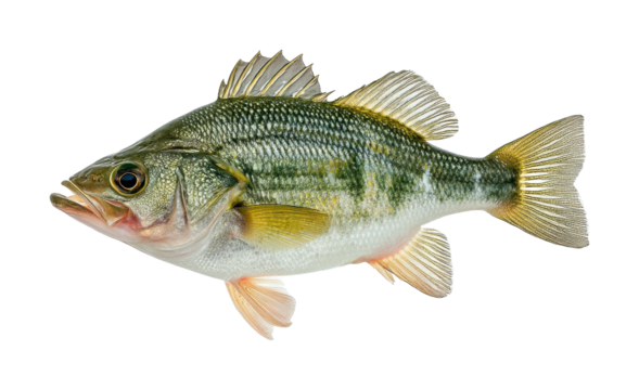 Fishing action with largemouth bass freshwater lake wildlife underwater view, isolated on transparent background, png